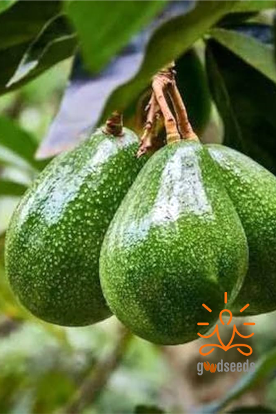 Avocado (Tropical)