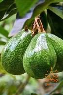 Avocado (Tropical)