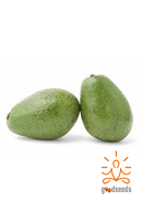 Avocado (Tropical)
