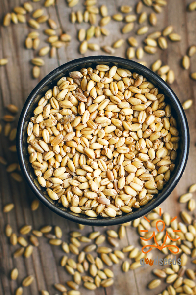 Barley Seeds