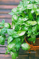 Italian Basil