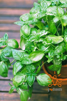 Italian Basil