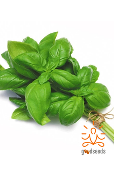 Italian Basil