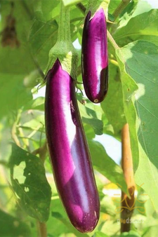 Long Brinjal