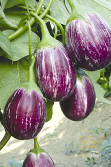 Brinjal (Vankaya)