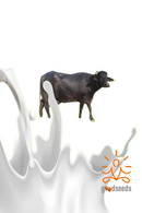 Raw Buffalo Milk