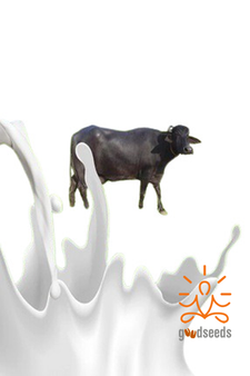 Raw Buffalo Milk