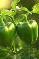 Green Capsicum