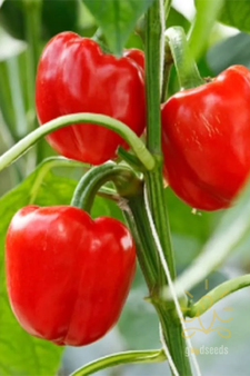 Red Capsicum
