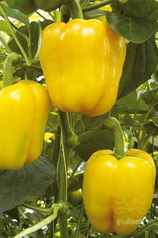 Yellow Capsicum