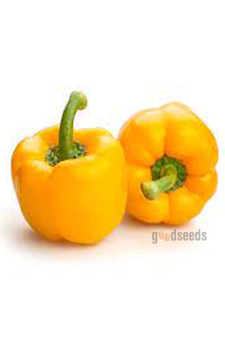 Yellow Capsicum