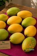 Chaunsa Mango