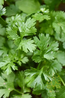 Coriander (Dhaniya)