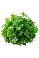 Coriander (Dhaniya)