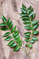 Curry Leaves