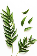 Curry Leaves