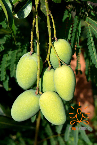 Dasheri Mango