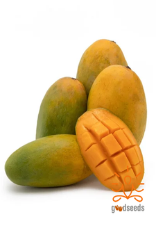 Dasheri Mango