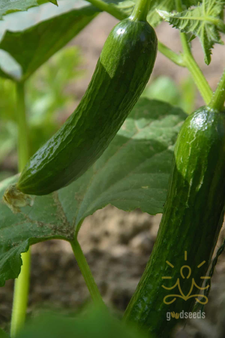 English Cucumber