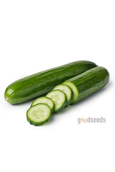 English Cucumber