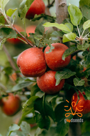 Gala Apple (Himachal)