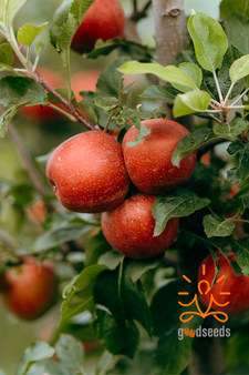 Gala Apple (Himachal)