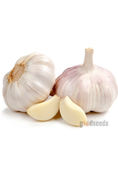 Raw Garlic