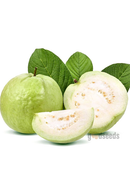 White Guava