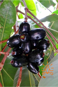 Black Jamun