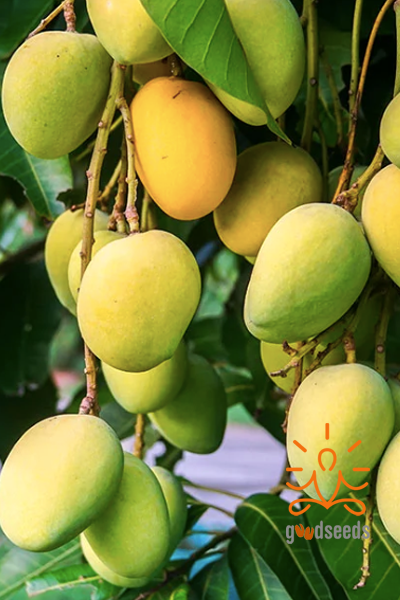 Kesar Mango