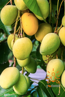 Kesar Mango