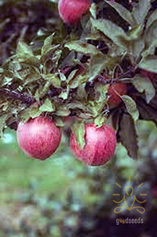Kinnaur Red Apple