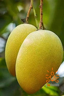 Langra Mango