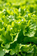 Green Leafy Lettuce