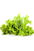 Green Leafy Lettuce