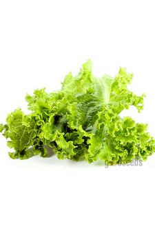 Green Leafy Lettuce