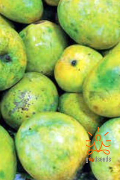 Malgova Mango