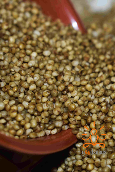 Browntop Millet