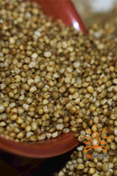 Browntop Millet