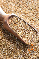 Kodo Millet