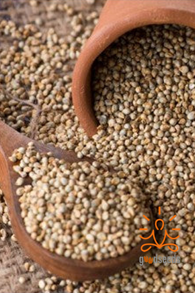 Bajra Millet