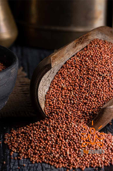 Finger Millet