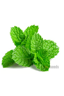 Pudina (Mint Leaf)