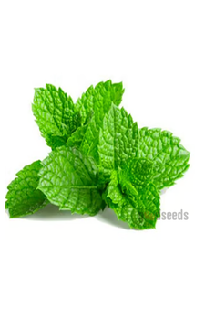 Pudina (Mint Leaf)