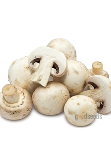 Button Mushroom