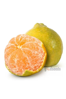 Nagpur Orange