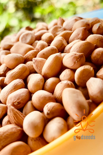 Raw Groundnuts