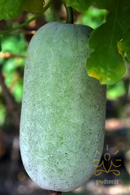 Ash Gourd