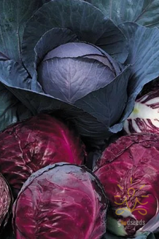 Red Cabbage