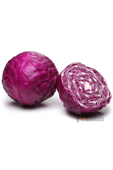 Red Cabbage